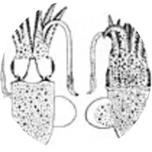 Rondeletiola minor - 