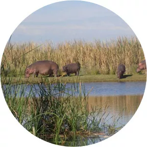 Rondevlei Nature Reserve