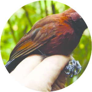 Rondônia bushbird - Bird