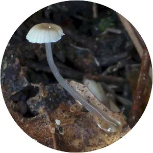 Roridomyces roridus
