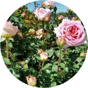 Rosa 'Abraham Darby' - 