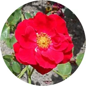 Rosa 'Alain' - 