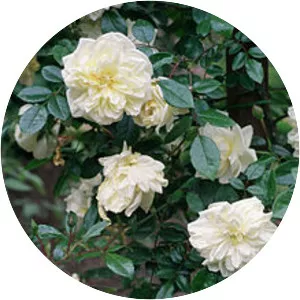 Rosa 'Albéric Barbier' - 