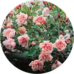 Rosa 'Albertine' - 