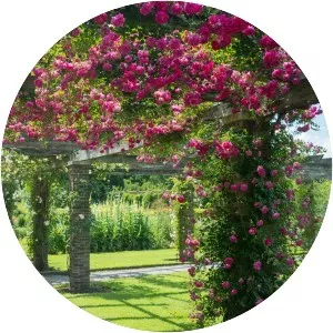 Rosa ‘Alexandre Girault' - 