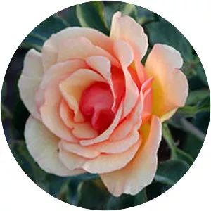 Rosa 'Anne Harkness' - 