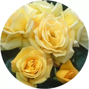 Rosa 'Arthur Bell' - 