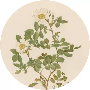 Rosa beggeriana