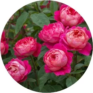 Rosa ‘Benjamin Britten' - 