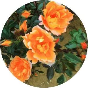 Rosa 'Bridge of Sighs' - 