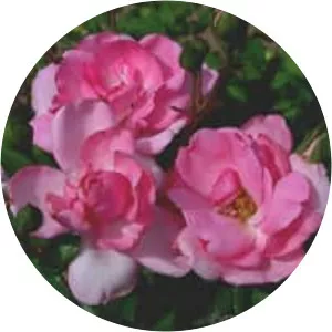 Rosa 'Centenaire de Lourdes'