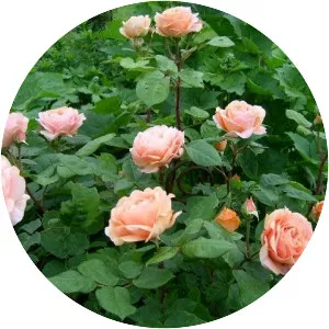 Rosa 'Charles Austin' - 