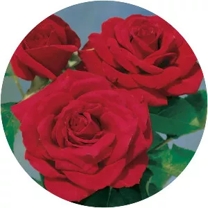 Rosa 'Chrysler Imperial' - 