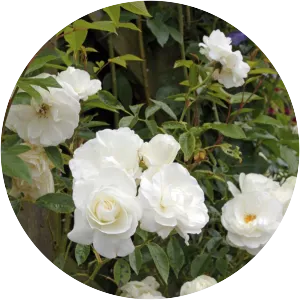Rosa 'Climbing Iceberg'
