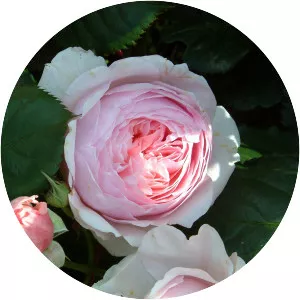 Rosa 'Constance Spry'