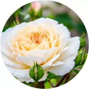 Rosa 'Crocus Rose' - 