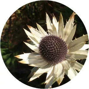 Rosa de las nieves - 1944 ‧ Drama/Romance