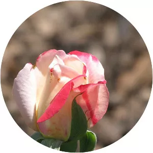 Rosa 'Double Delight' - 