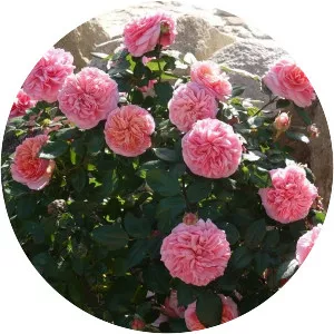 Rosa 'Duchess of Cornwall'