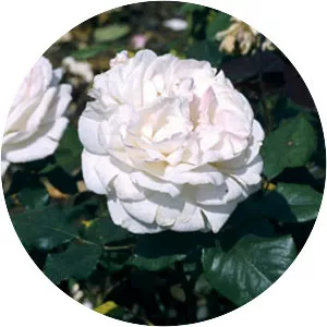 Rosa 'English Miss' - 