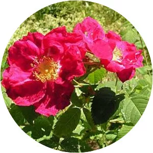 Rosa × francofurtana