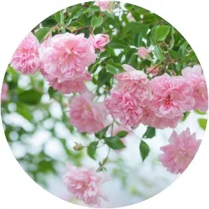 Rosa ‘François Juranville' - 