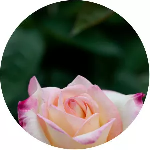 Rosa 'Garden Party' - 