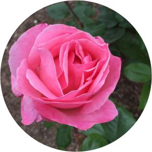 Rosa Grandiflora Group - 