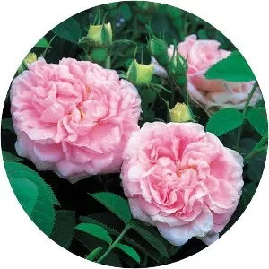 Rosa 'Great Maiden's Blush'