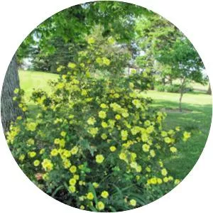 Rosa 'Harison's Yellow'