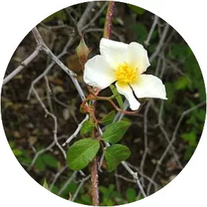 Rosa heleniae