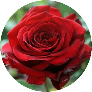 Rosa 'Ingrid Bergman'