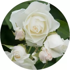 Rosa 'KORbin' (Rosa 'Iceberg')