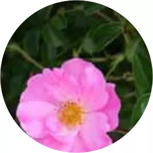 Rosa kordesii - 