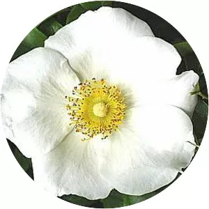 Rosa laevigata
