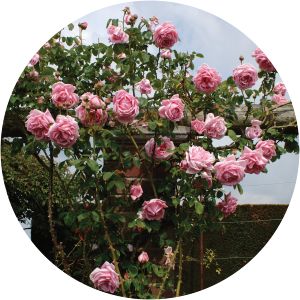 Rosa 'Madame Caroline Testout' - 