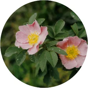 Rosa majalis
