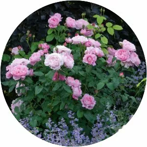 Rosa 'Mary Rose' - Plants