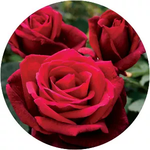 Rosa 'Mister Lincoln'