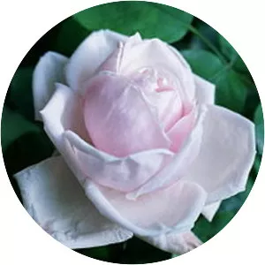 Rosa 'Mrs. Harkness' photograph
