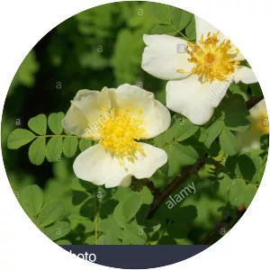 Rosa omeiensis