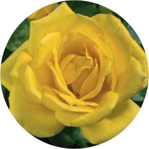 Rosa 'Oregold' photograph