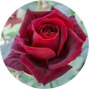 Rosa 'Papa Meilland' - 