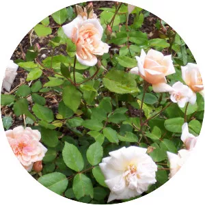 Rosa 'Perle d'Or'