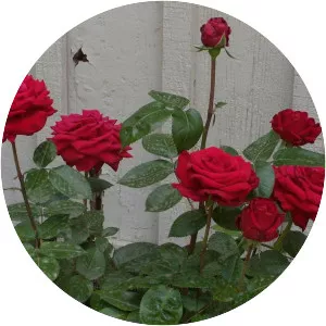 Rosa 'Precious Platinum'