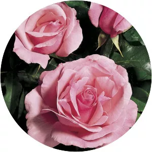 Rosa 'Queen Elizabeth' - Plants