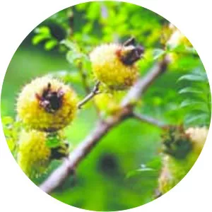 Rosa roxburghii
