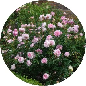 Rosa 'Scepter'd Isle' - 