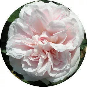Rosa 'Souvenir de la Malmaison' - 