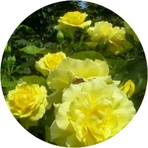 Rosa 'Sunsprite'